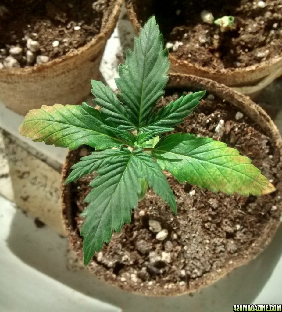 royal dwarf grow 2015