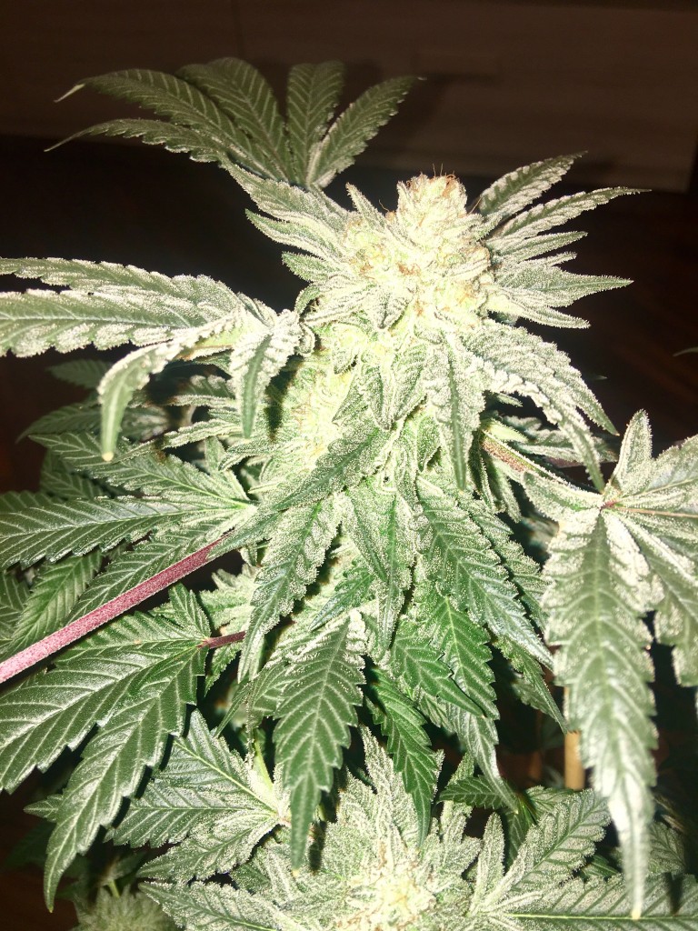 Royal gorilla clone