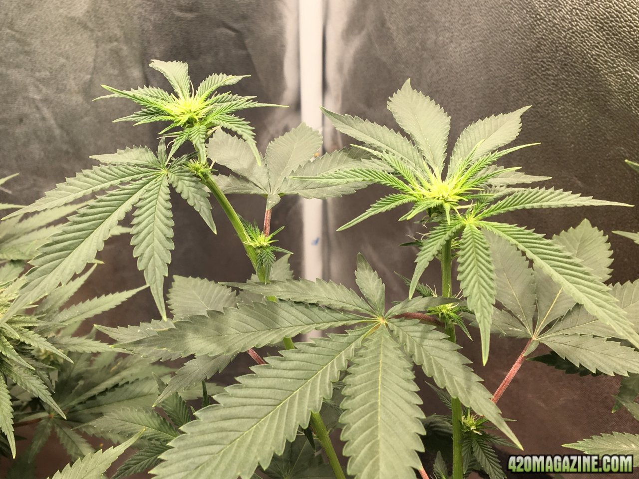 Royal Gorilla (Day 42, flip + 14)