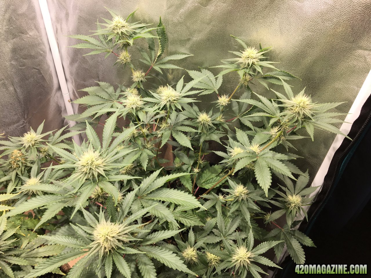 Royal Gorilla (Day 56, flip + 28)