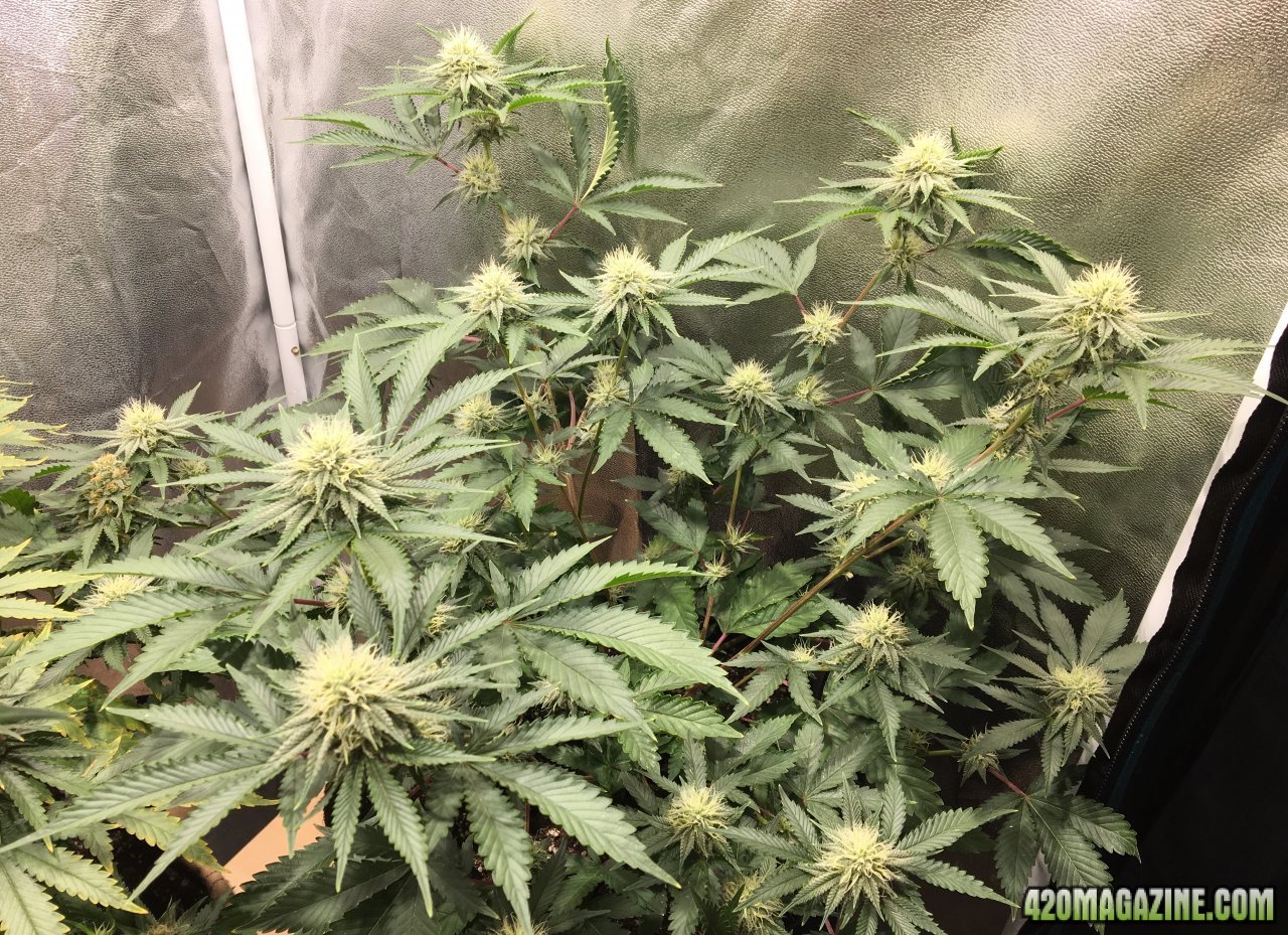 Royal Gorilla (Day 59, flip + 31)