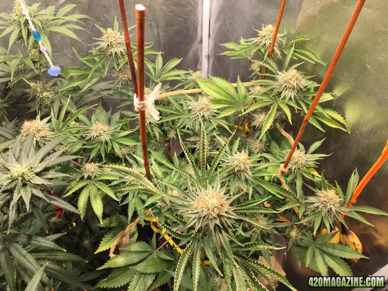 Royal Gorilla (Day 75, flip + 47)