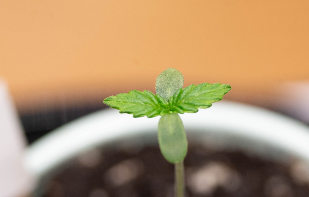 Royal Gorilla Seedling .jpg