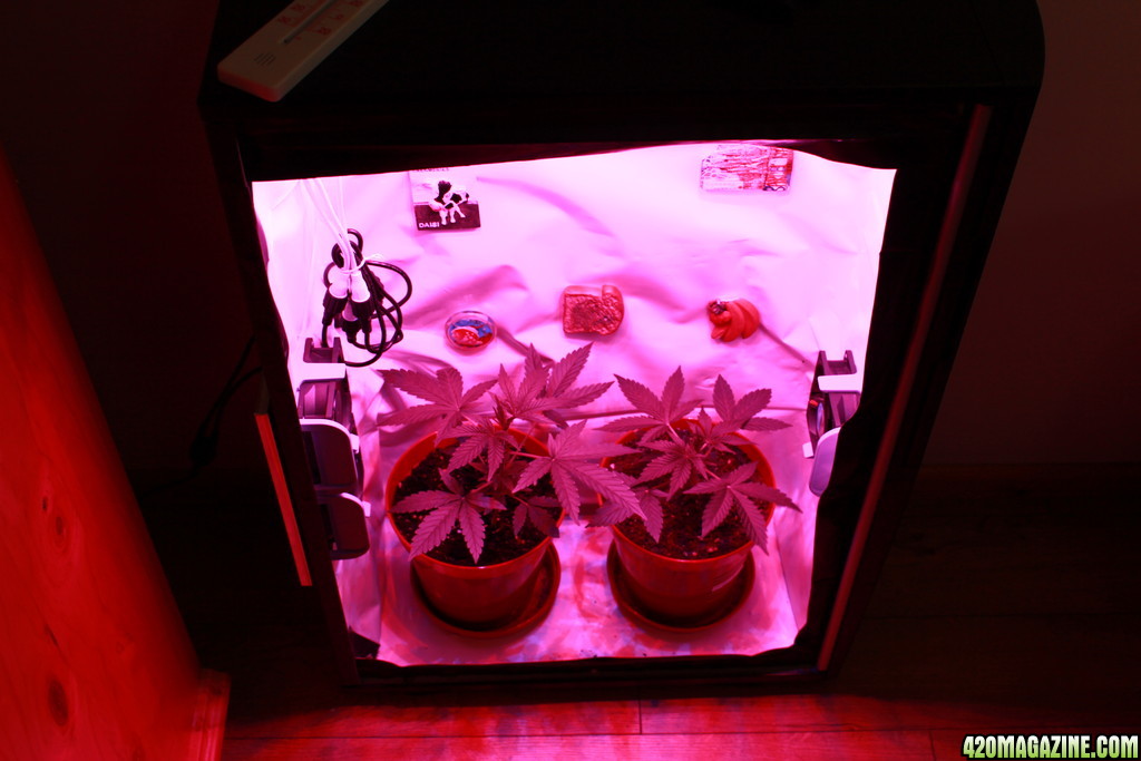 Royal Haze Matic And Sweet Tooth In Grow Box