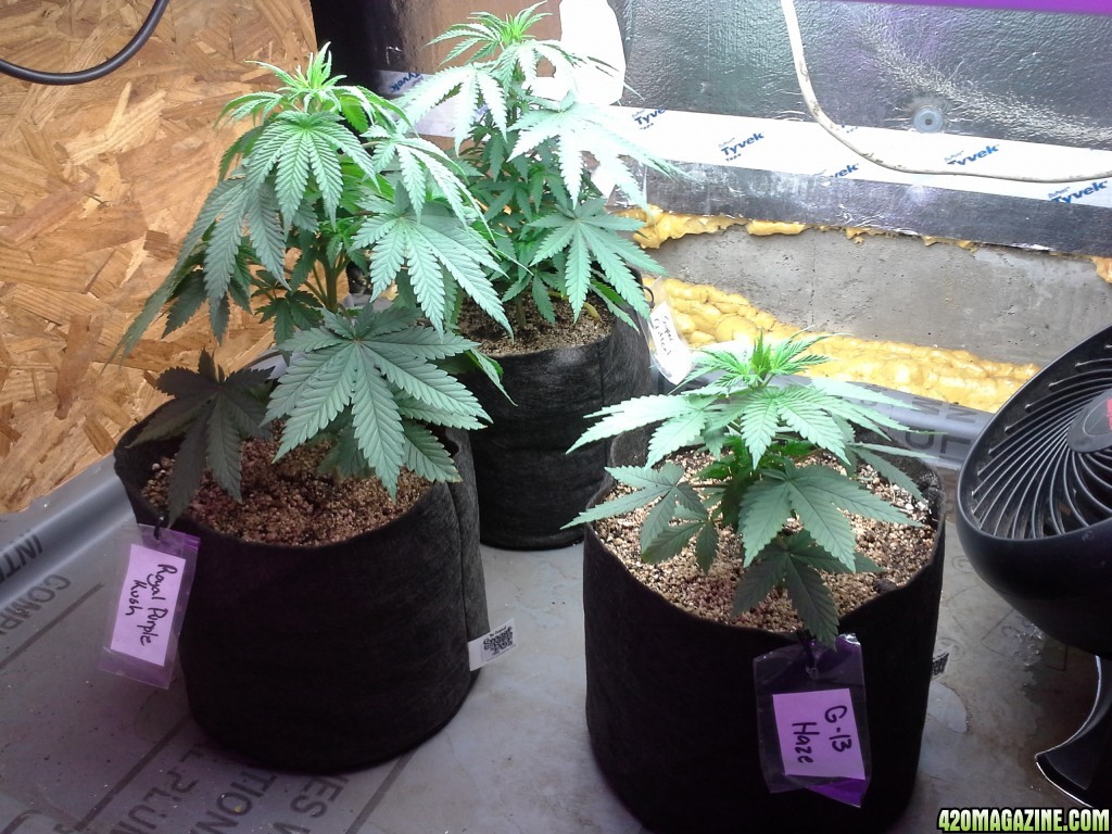 Royal Purple Kush , G13 Haze, Super Critical