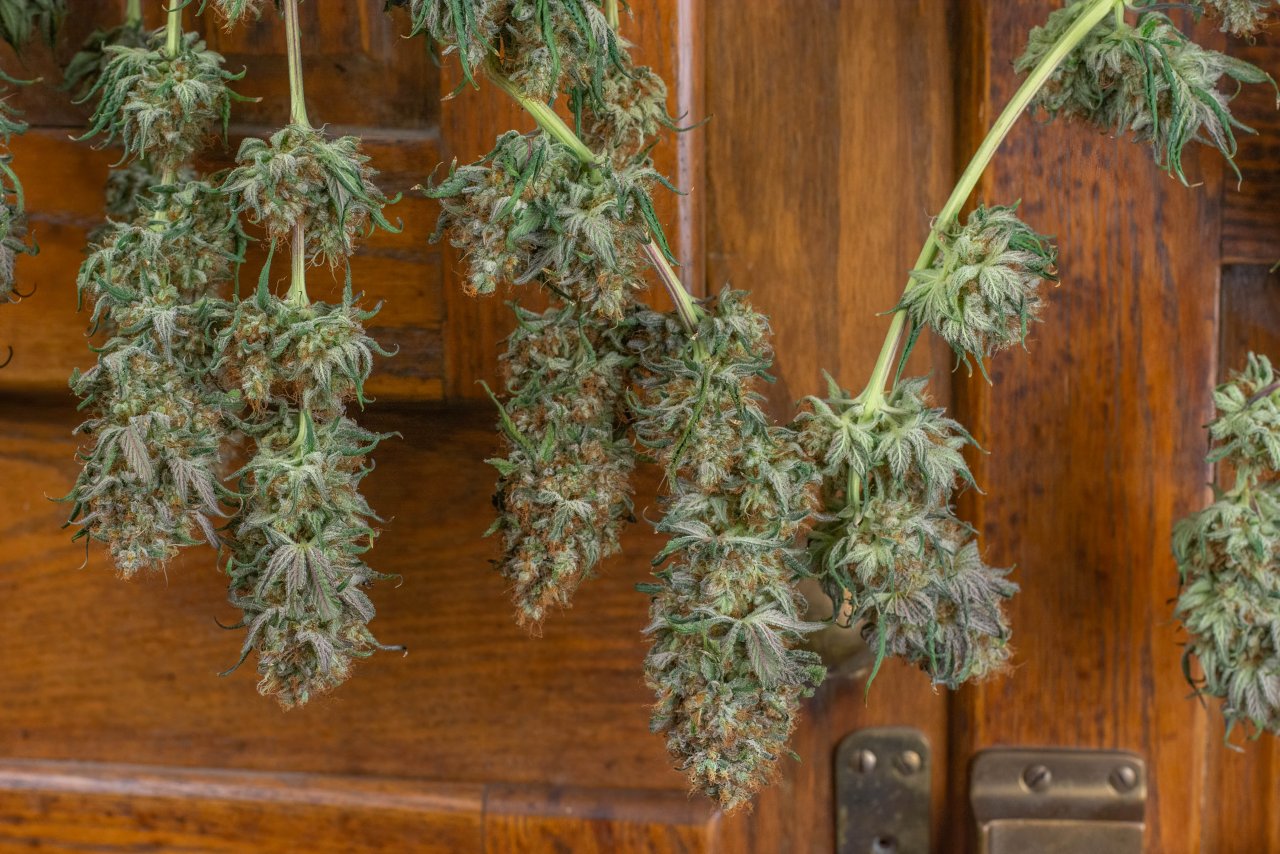 Royal Queen Seeds Dynamite Diesel.jpg