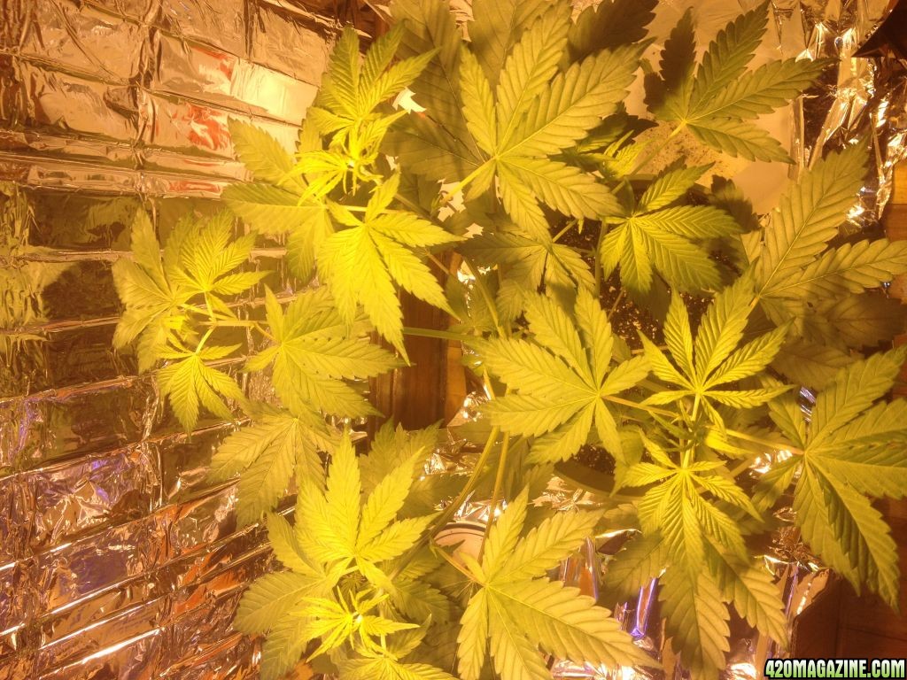 Royale Haze Grow