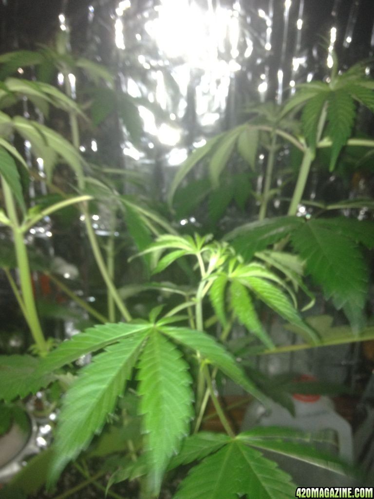 Royale Haze Grow