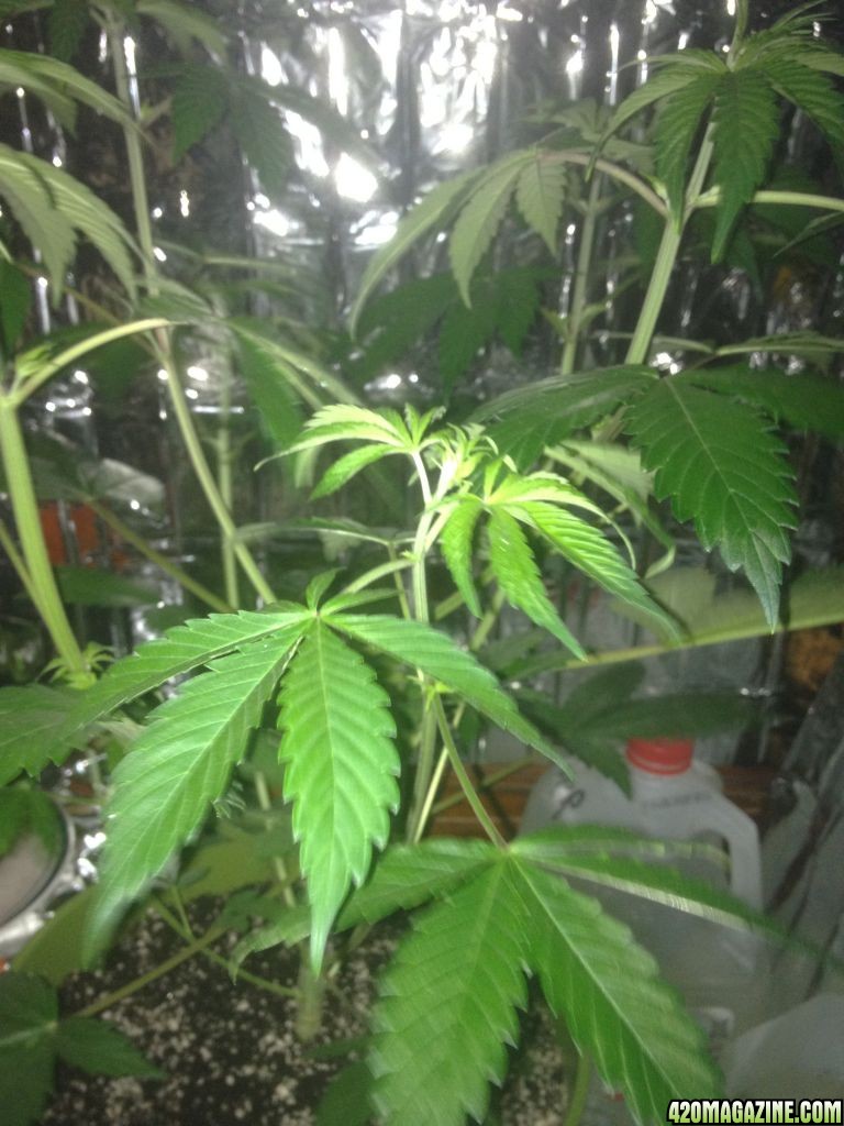 Royale Haze Grow