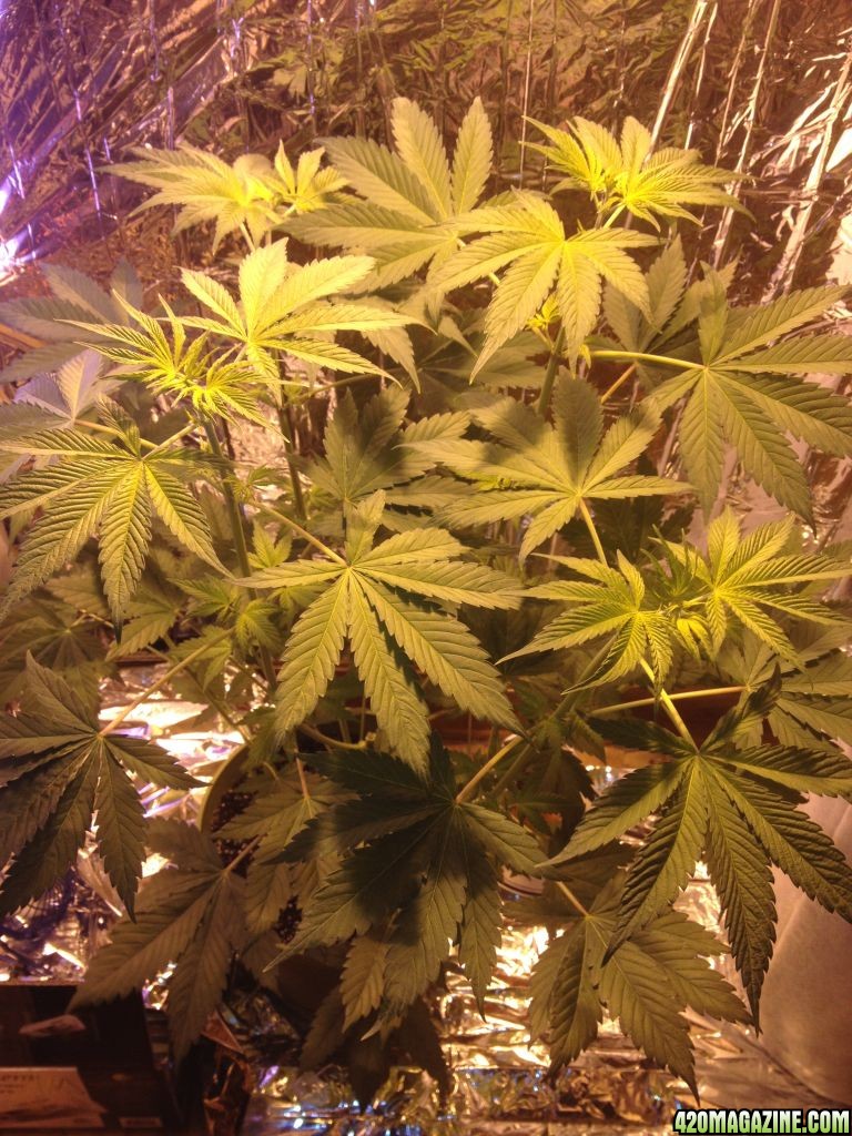 Royale Haze Grow