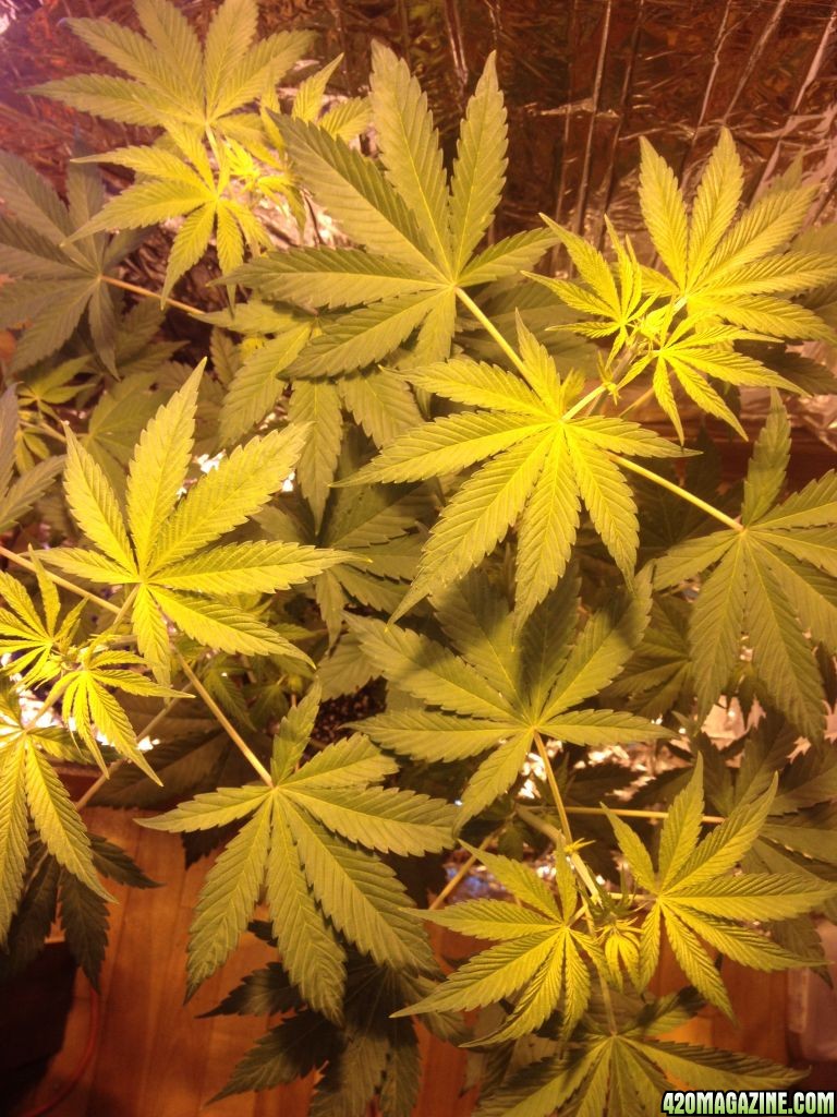 Royale Haze Grow