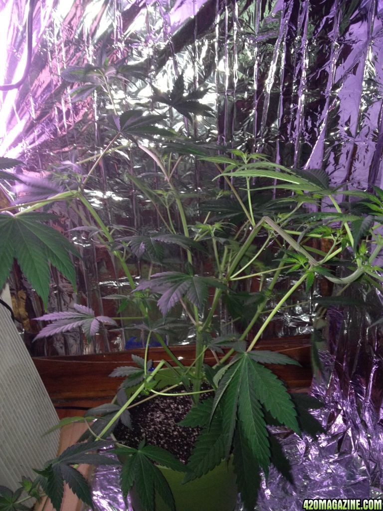 Royale Haze Grow