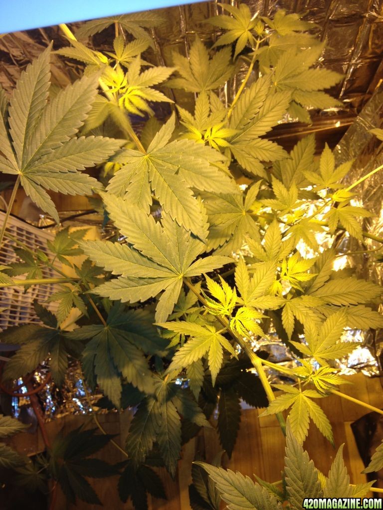 Royale Haze Grow