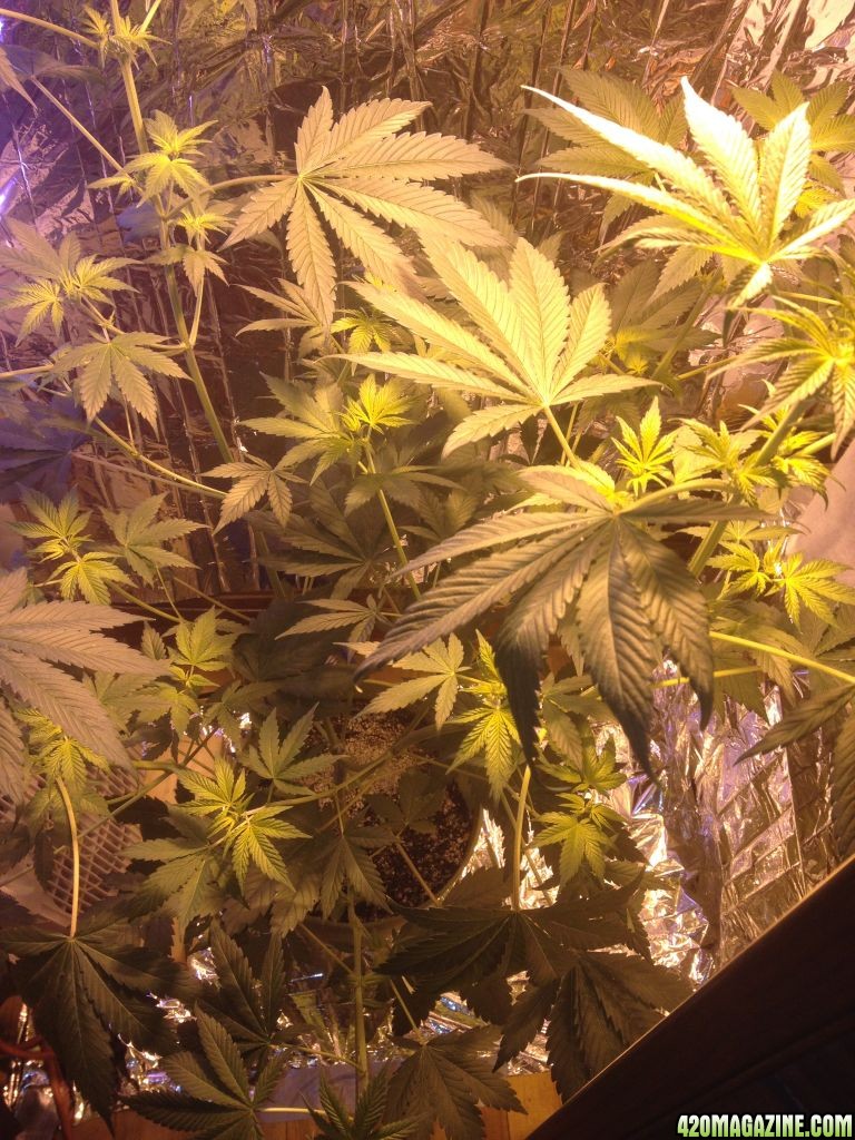 Royale Haze Grow