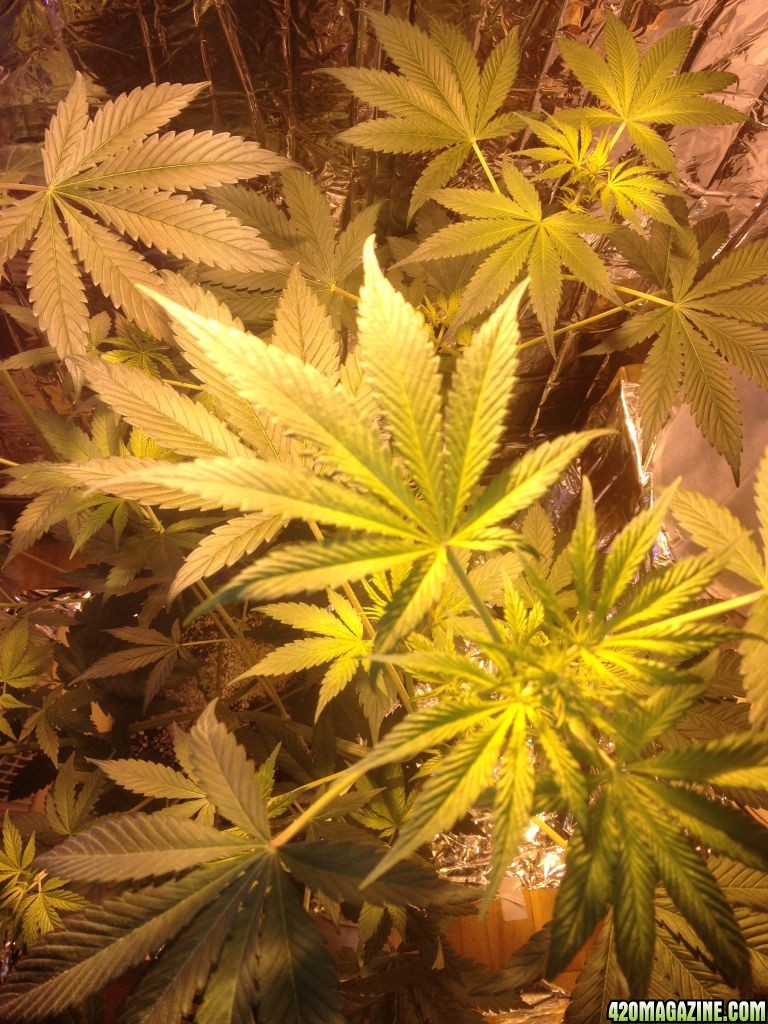 Royale Haze Grow