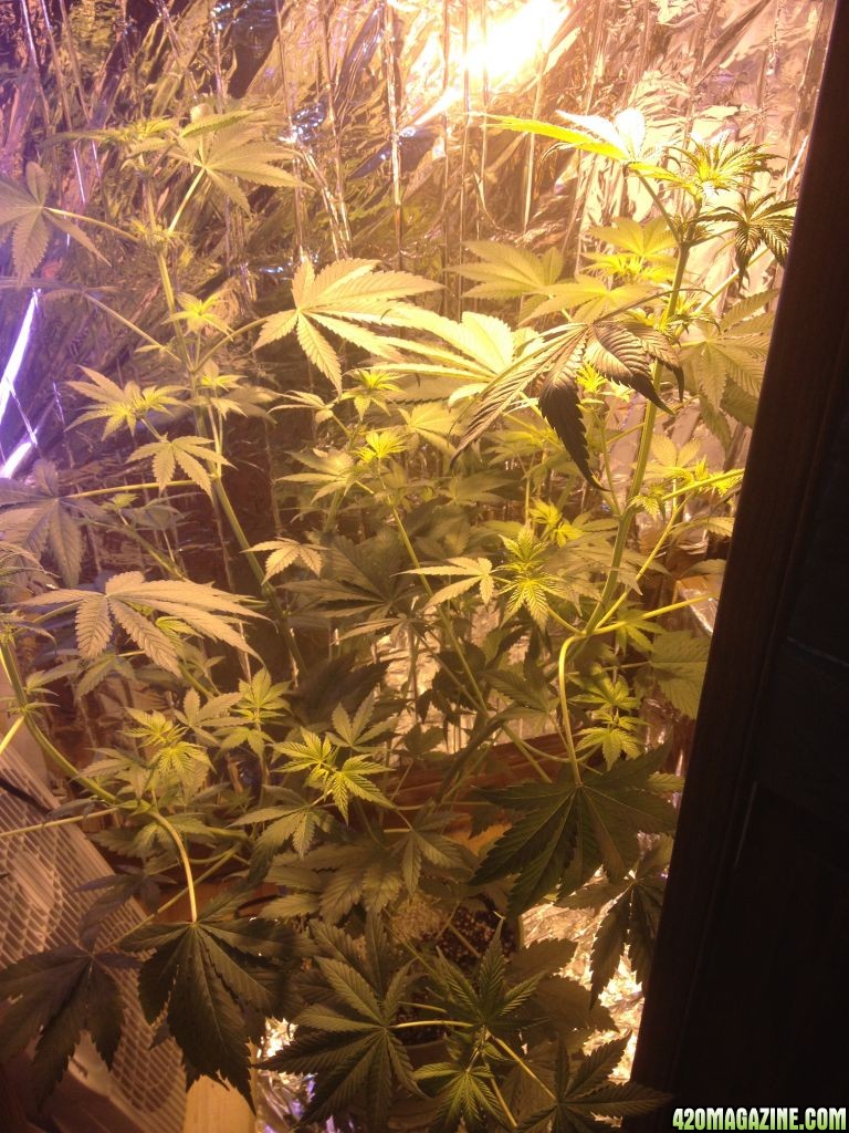 Royale Haze Grow