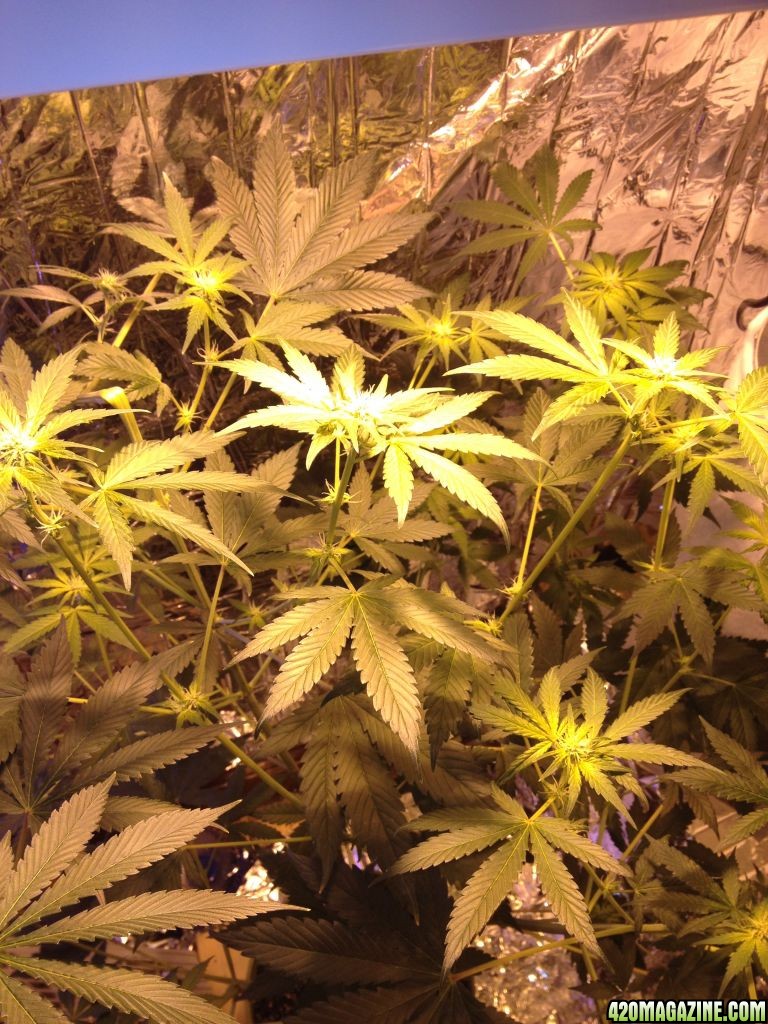 Royale Haze Grow