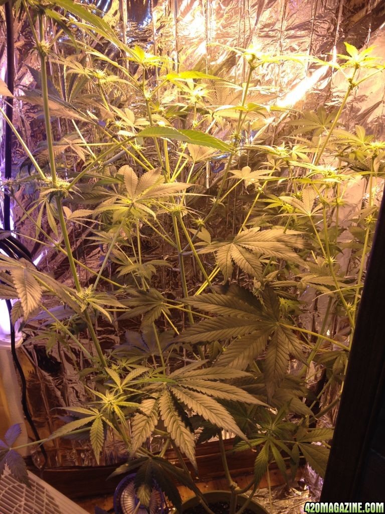 Royale Haze Grow