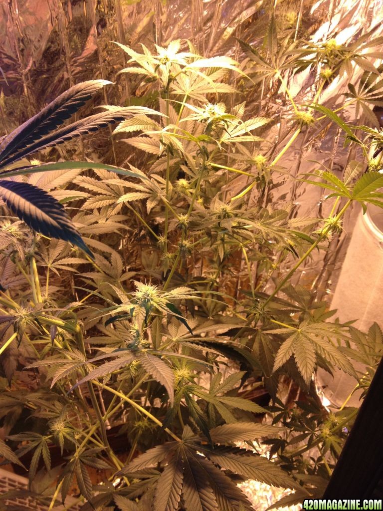 Royale Haze Grow