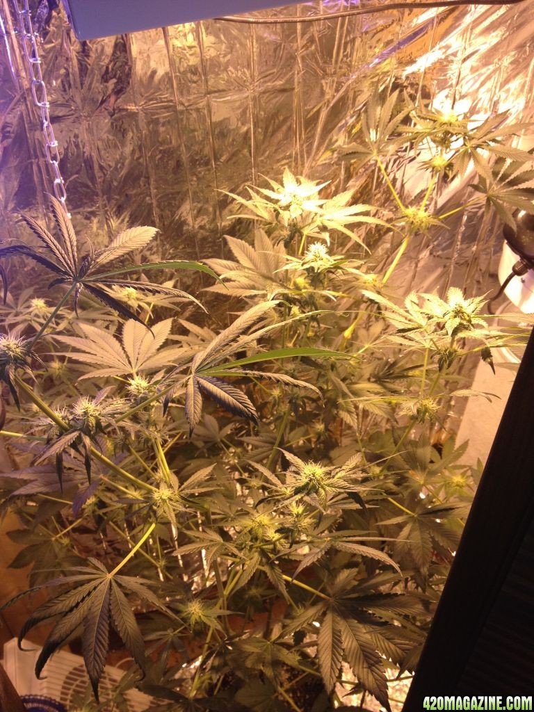 Royale Haze Grow