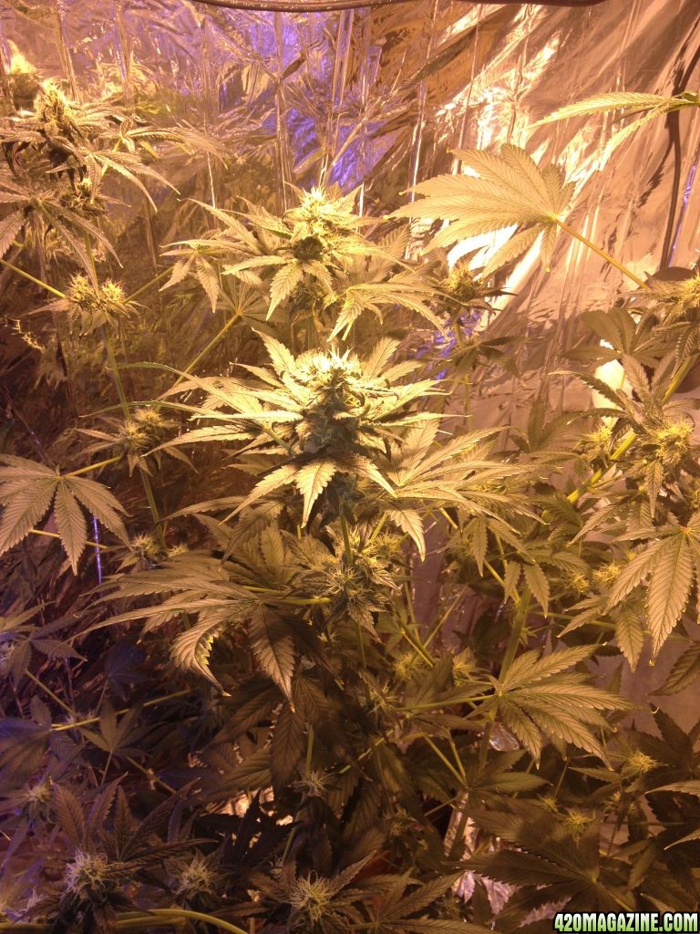 Royale Haze Grow