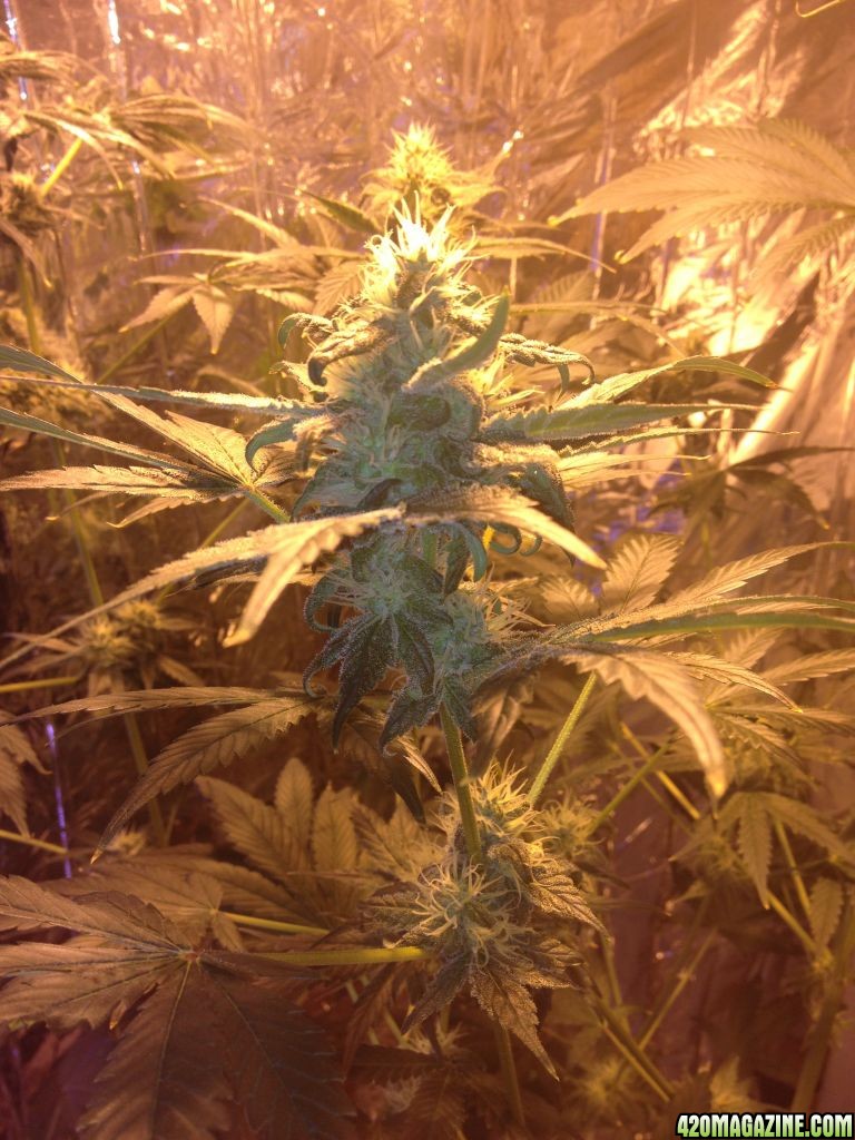 Royale Haze Grow