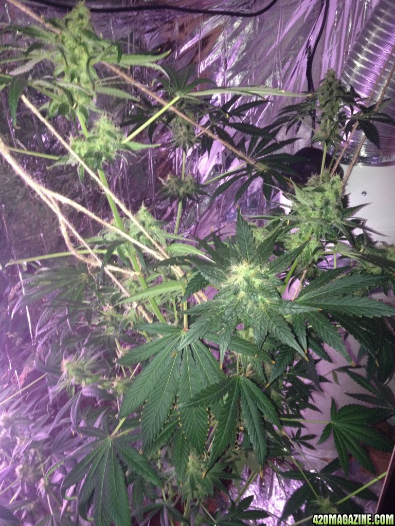 Royale Haze Grow