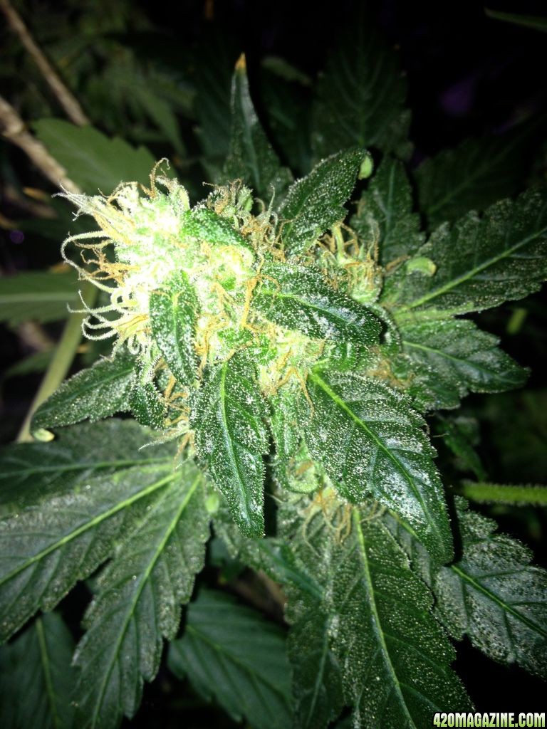 Royale Haze Grow