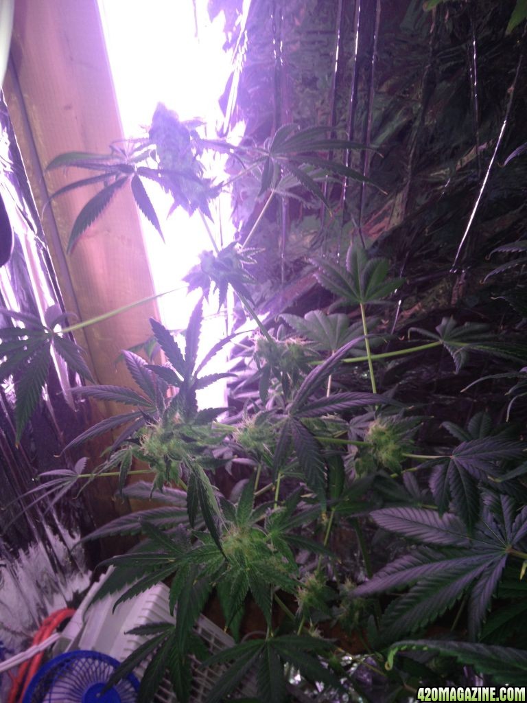 Royale Haze Grow