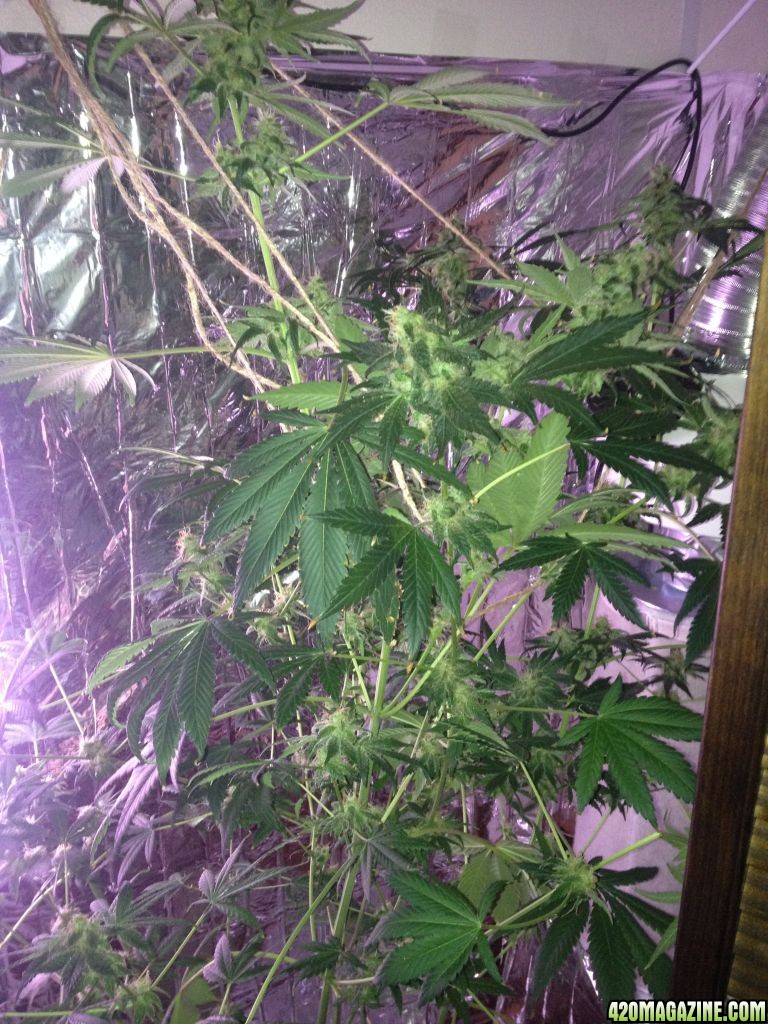 Royale Haze Grow