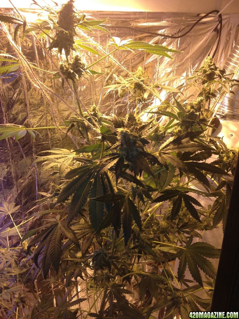 Royale Haze Grow