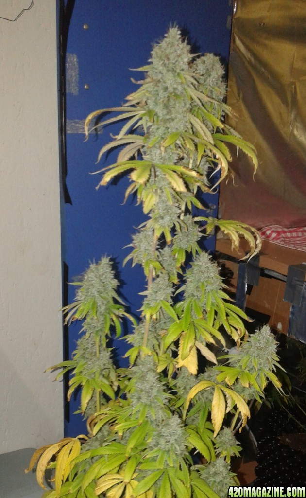 RP ogkush 9 weeks flowering ready to be chopped
