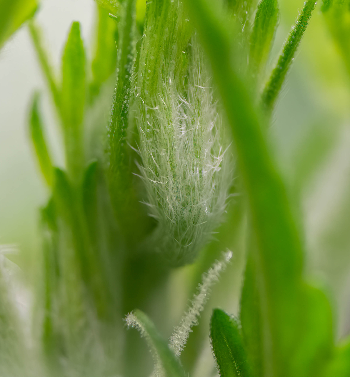 RQS Autos topped and pistils.jpg