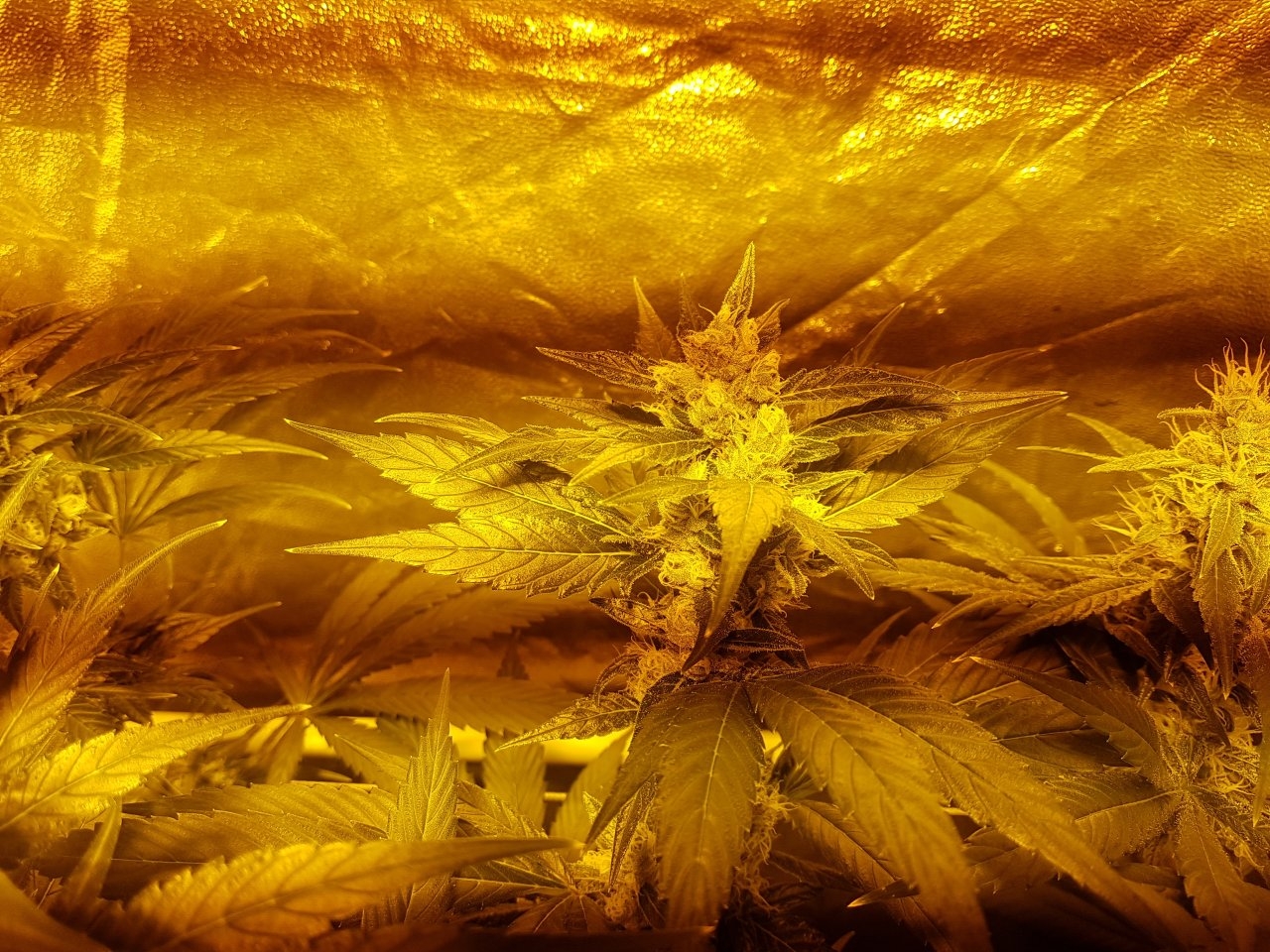 RQS Green Gelato Day 79 - Day 39 of 12/12