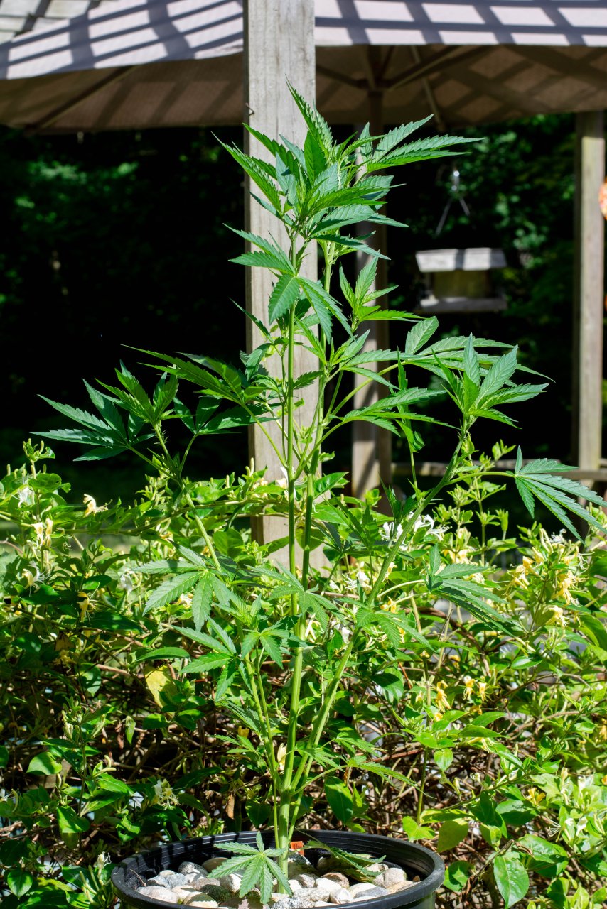 RQS x Tson 2.0 outdoor clones-1 - Copy.jpg