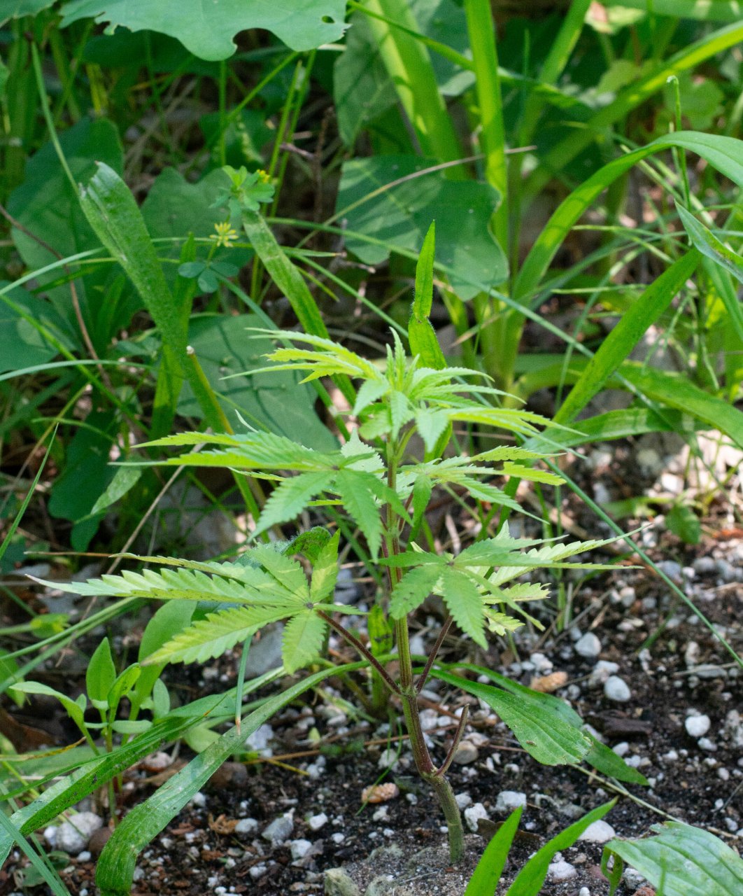 RQS x Tson 2.0 outdoor clones-2 - Copy.jpg