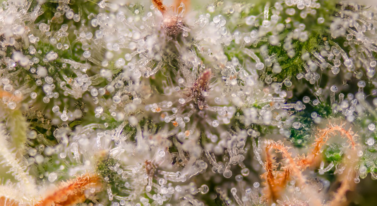 RQS x Tyson Punch Pie Trichomes.jpg