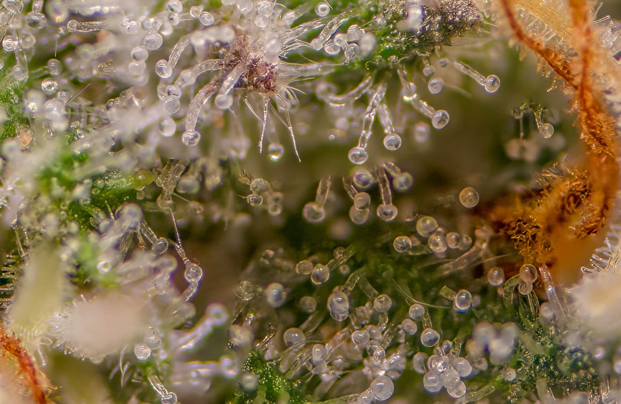 RQS x Tyson Punch Pie Trichomes.jpg