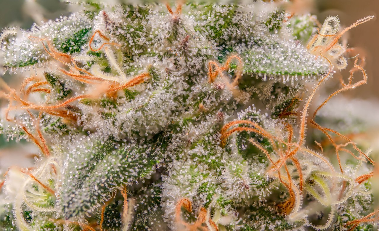 RQS x Tyson Punch Pie Trichomes.jpg