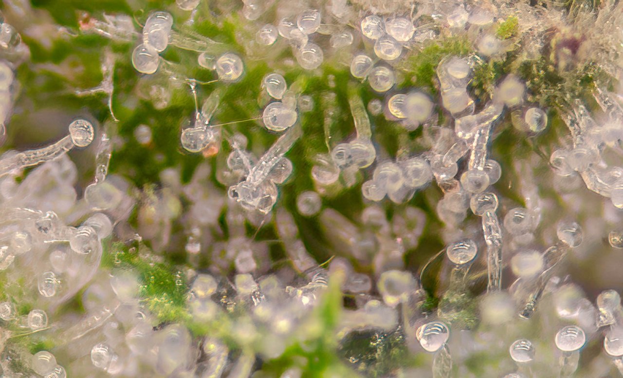 RQS x Tyson Punch Pie Trichomes.jpg