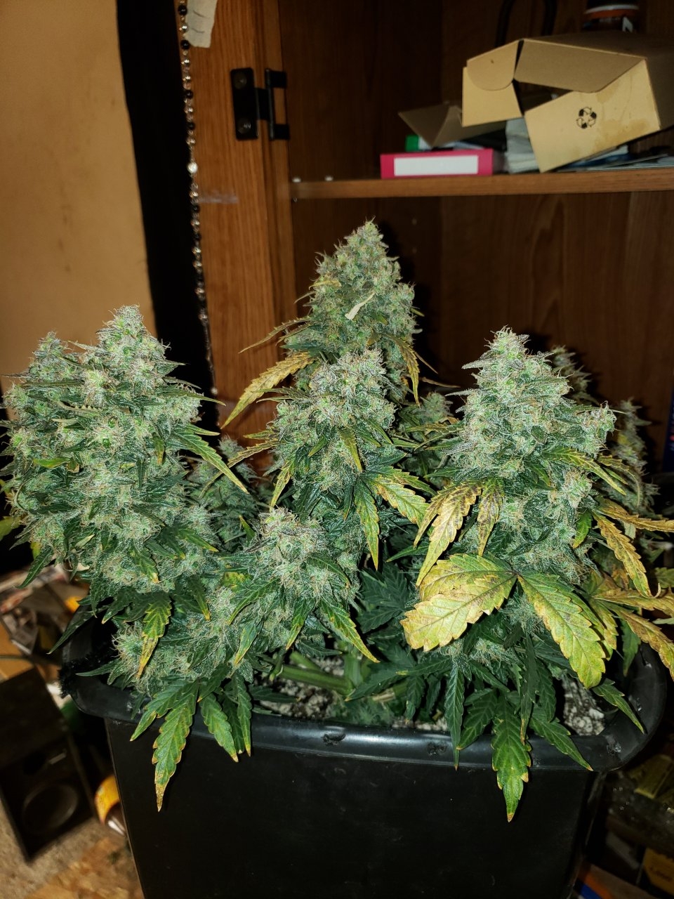 RR x BD auto harvest day