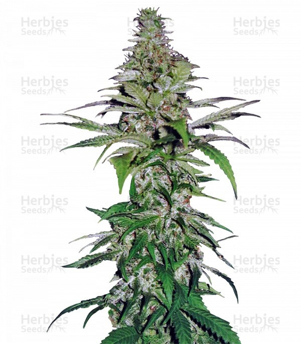 rt_Northern_Lights_Pyramid_Seeds__IX2Ppp2pCMFvD8jy.jpg