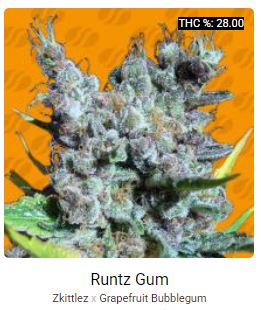 Runtz Gum.JPG