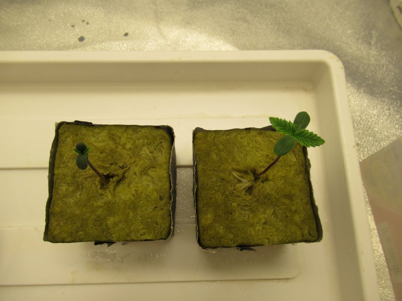 Runtz Muffin Seedlings