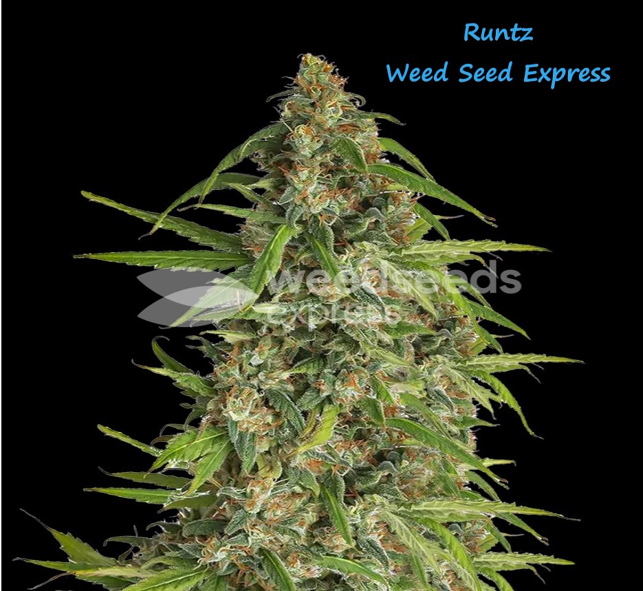 runtz strain.jpg