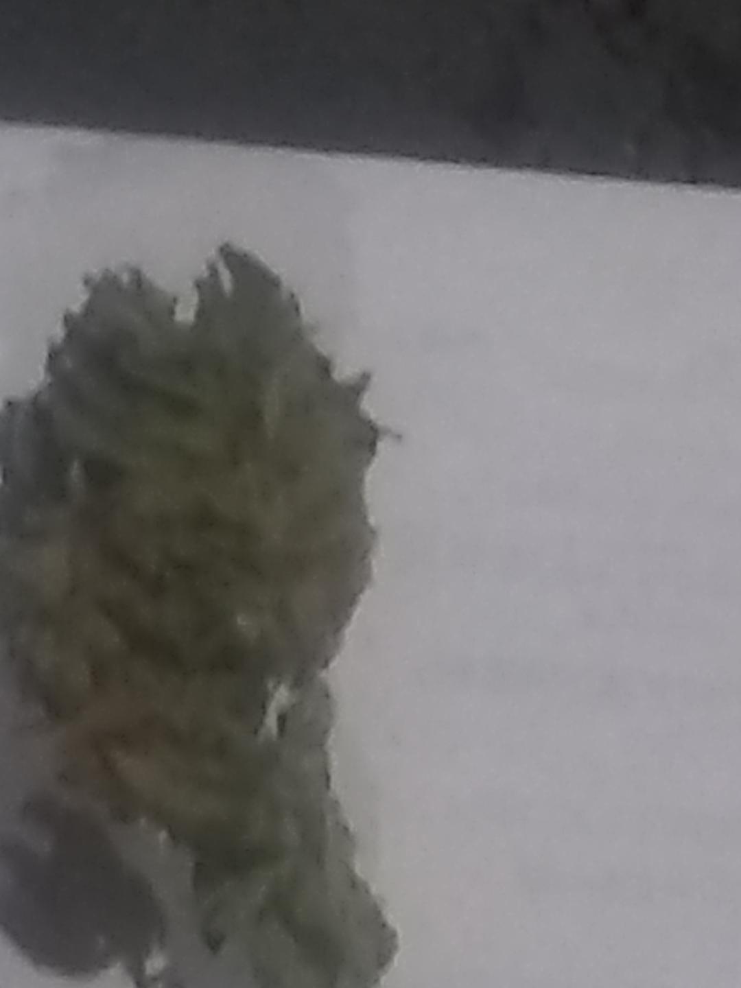 runtzosa bud.jpg