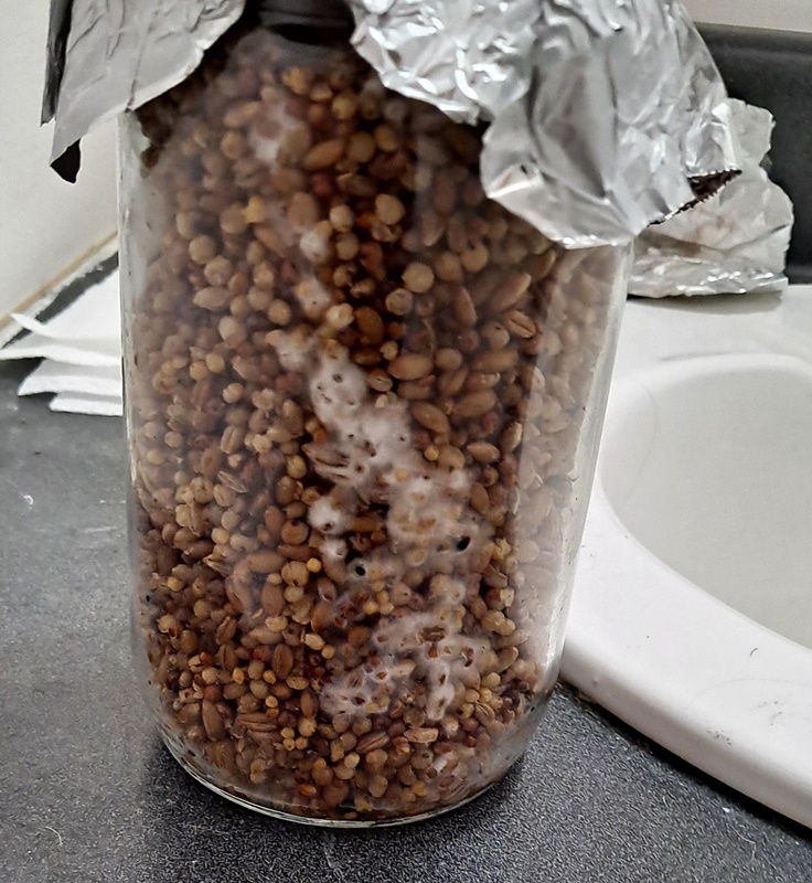 Rye Grain jar mycelium growth 01-05.jpg