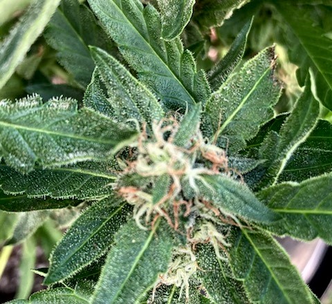 SA spent soil interior low bud top showing colors already.jpg