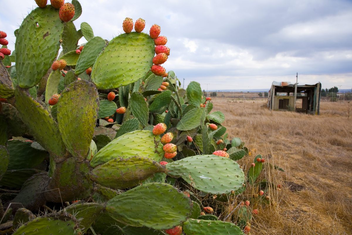 sabra fruit.jpg