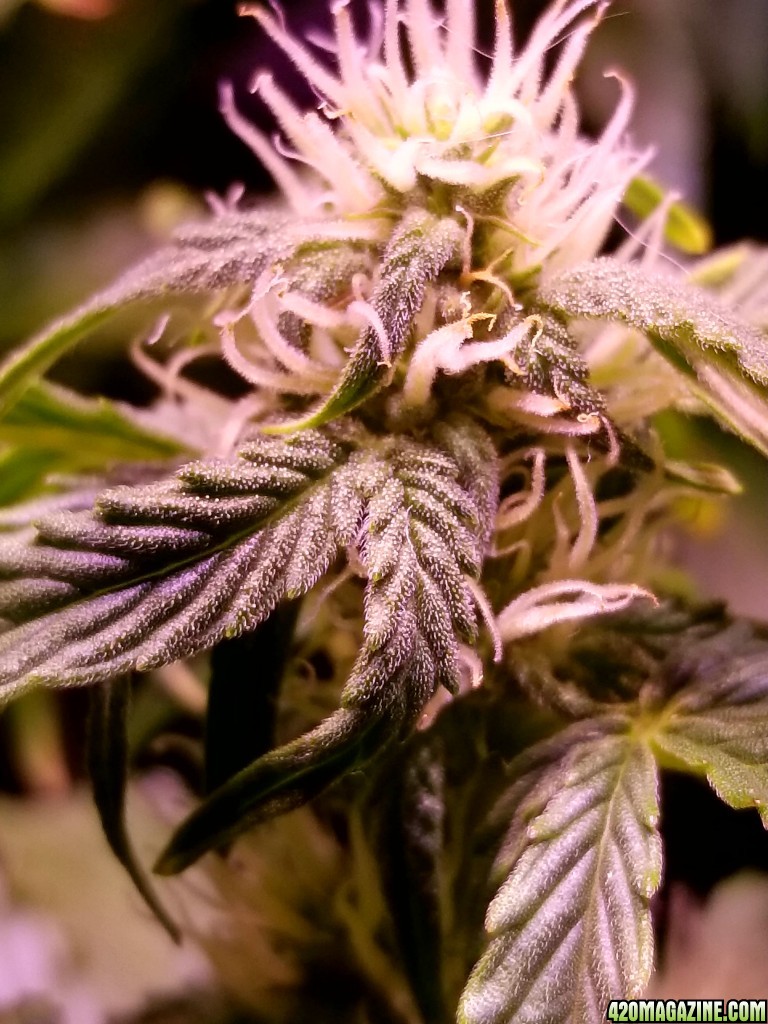 Sacrificial Blueberry Unripe Side Bud Day 49